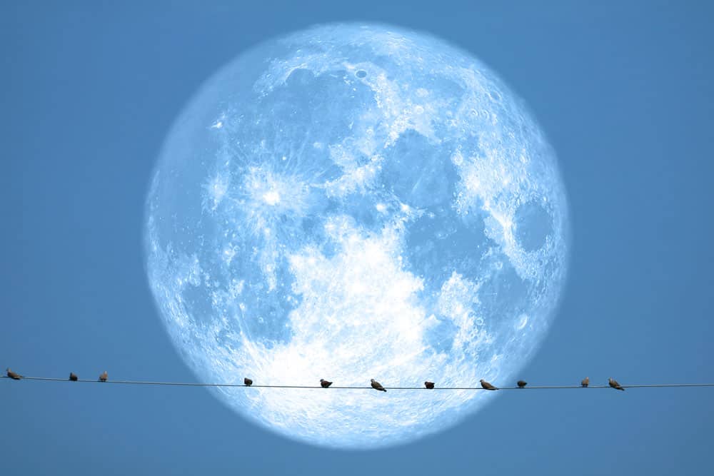 full-strawberry-moon-back-silhouette-birds-electric-pole-night-sky