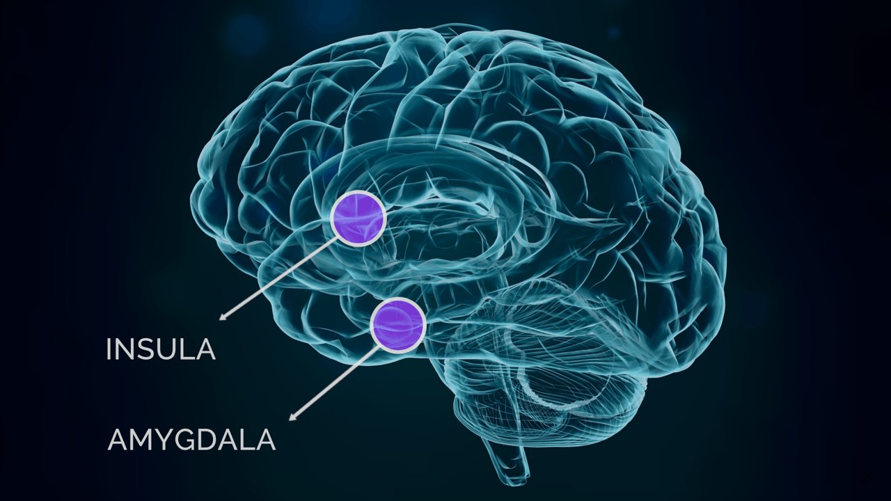 insula amygdala