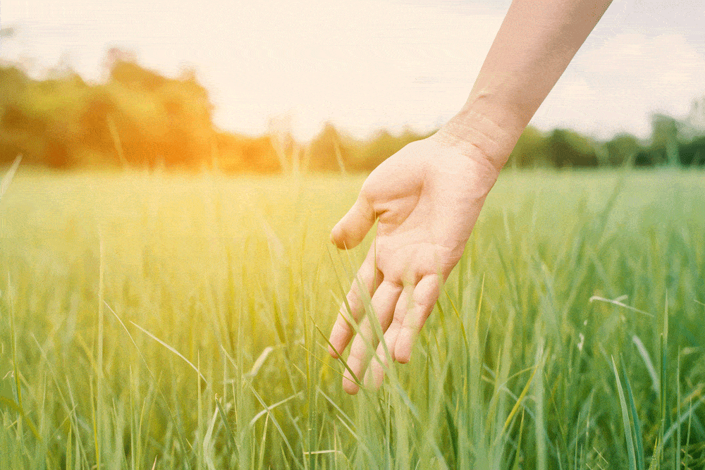 womans hand in grass