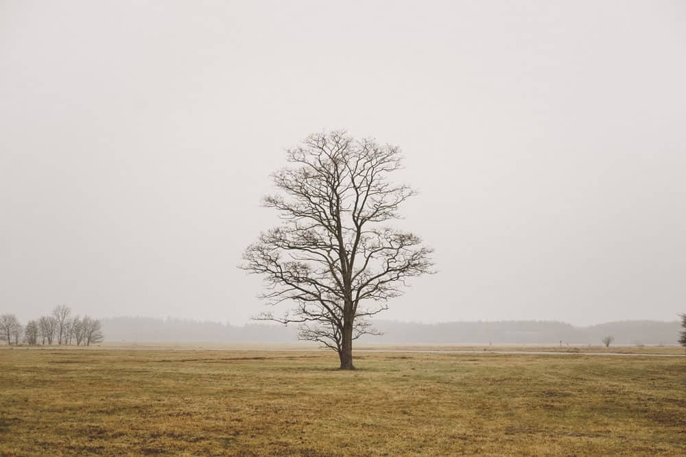 single-lonely-tree-field-foggy-field-grey-sky