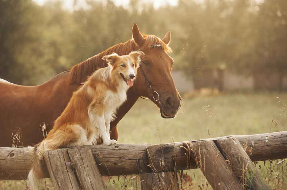 horse and dog on farm