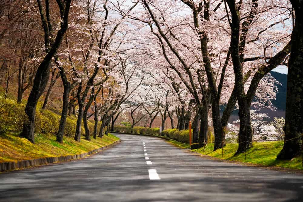 cherry-blossom-road