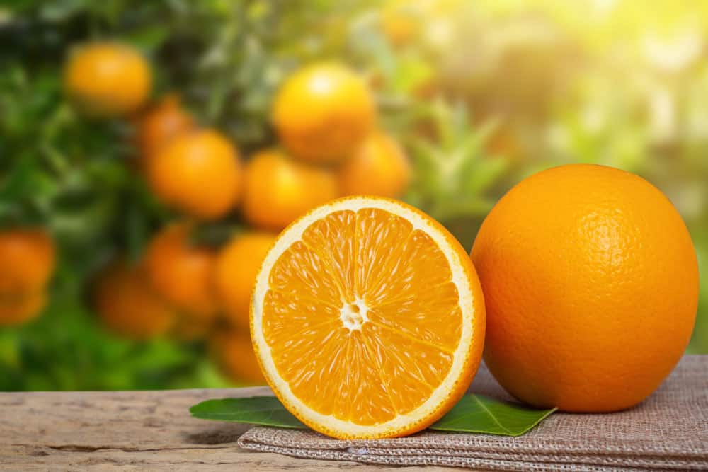 oranges-in-garden