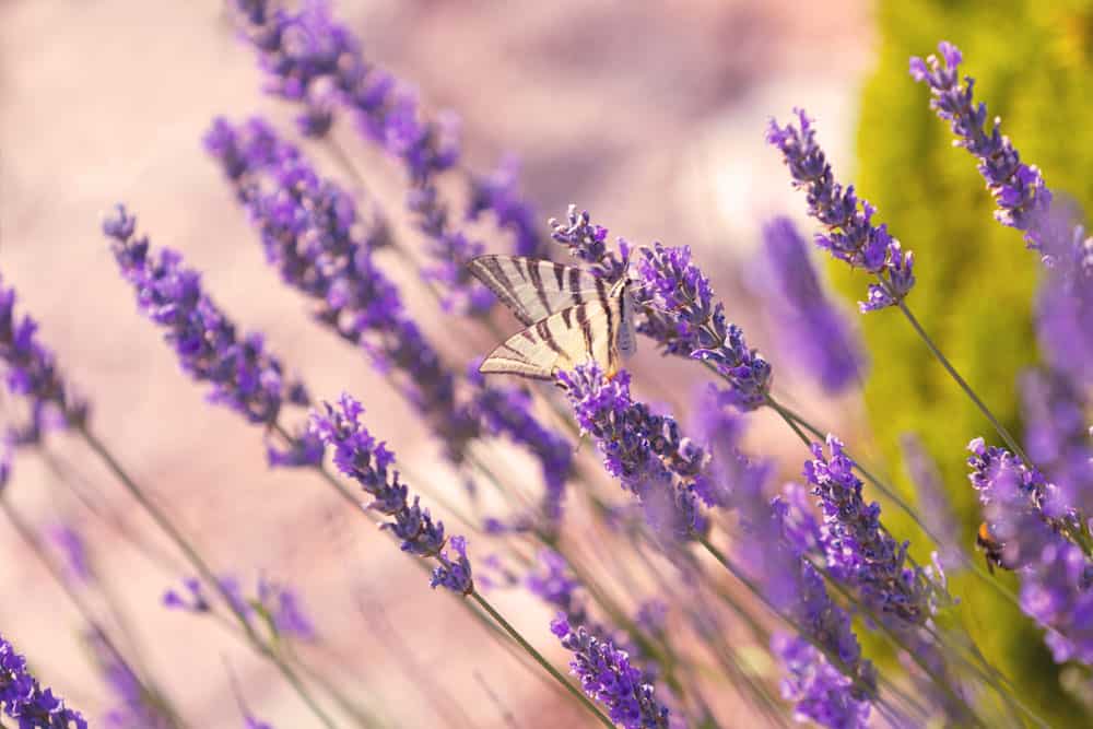 butterfly-lavender-flowers