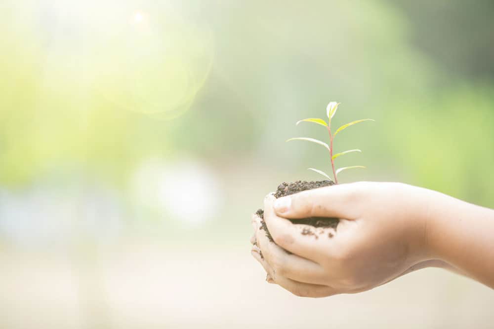 earth-day-hands-trees-growing-seedlings-female-hand-holding-tree-nature-field-grass