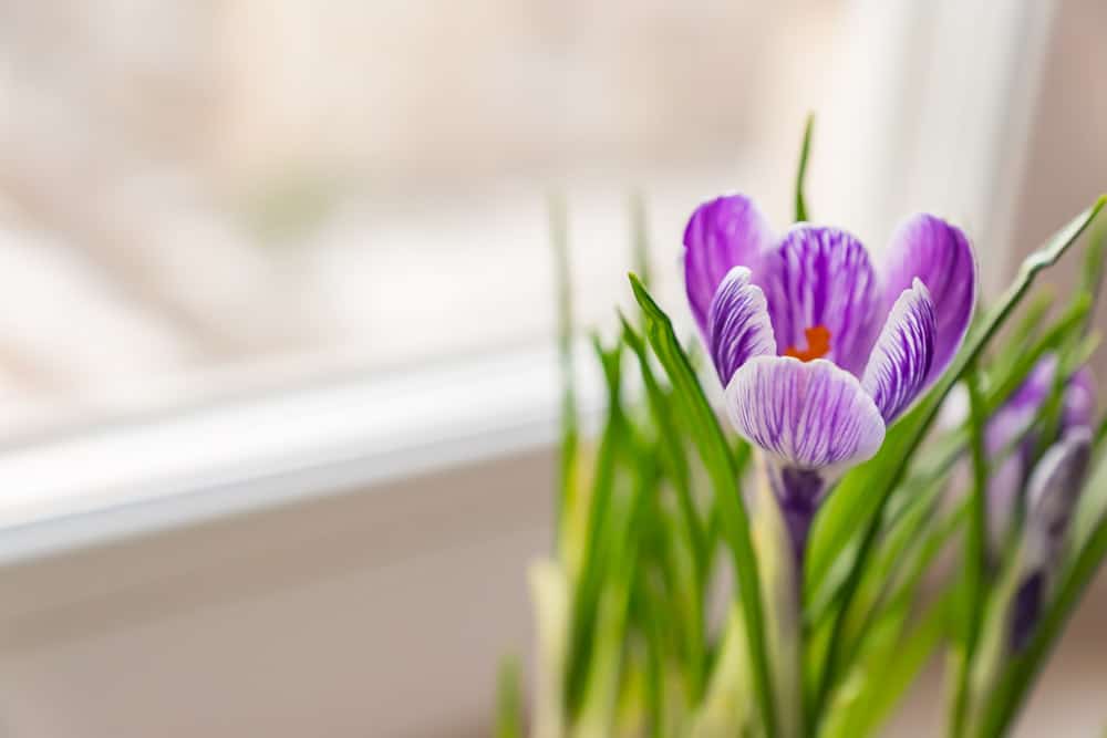 close-up-purple-crocus-bloom-window-sill-spring-flowers-domestic-gardening