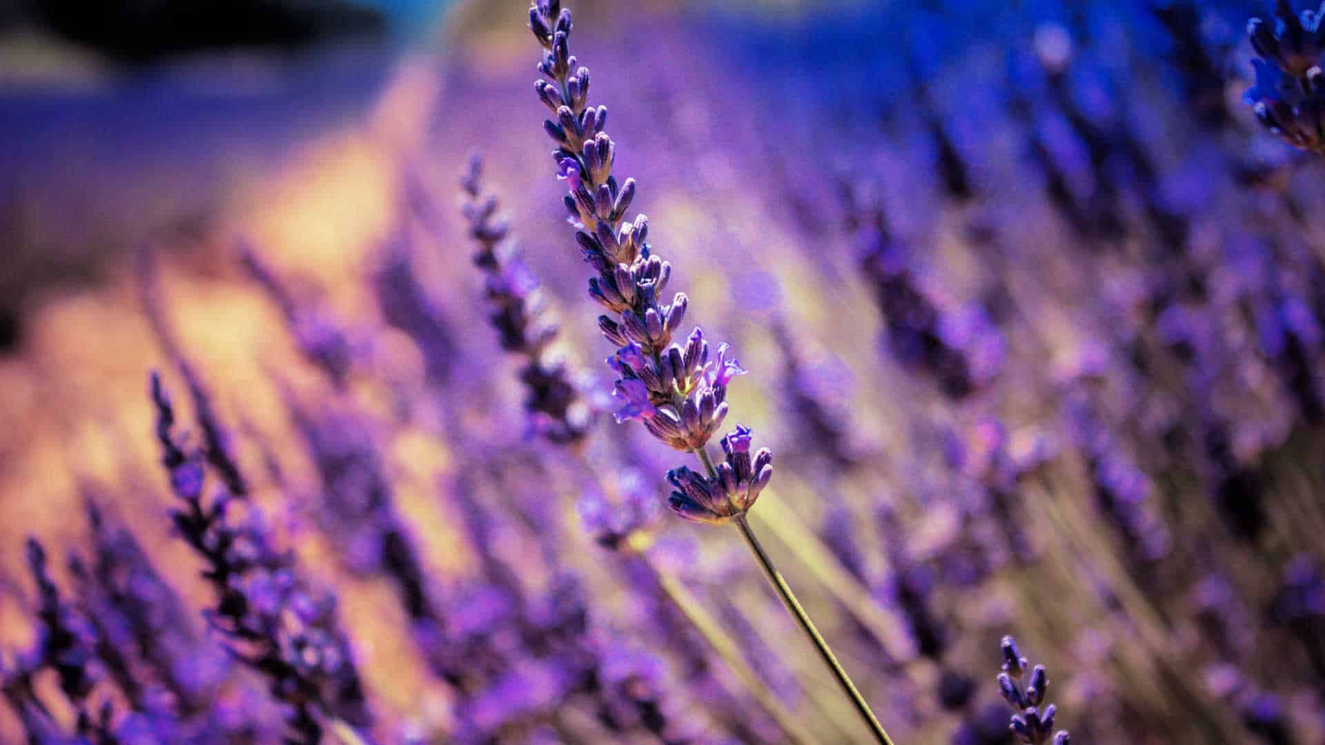 field-of-lavendar