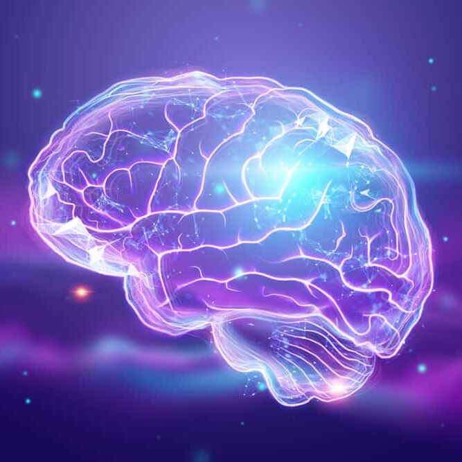 image-human-brain